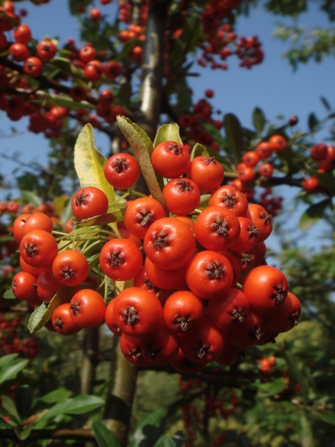 Pyracantha x 'Saphyr Rouge' fruit